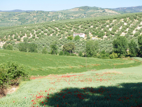 On the road to Montefr&iacute;o.